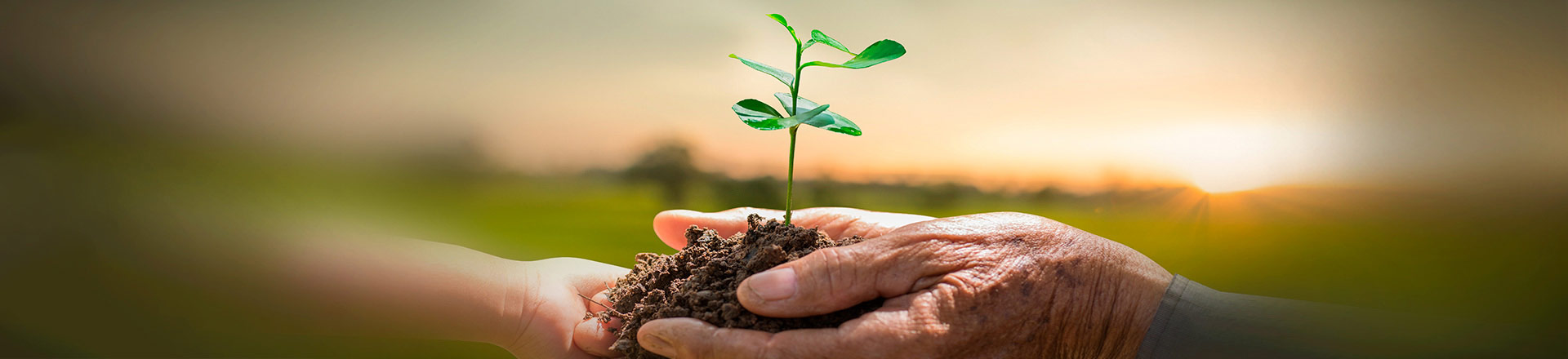 blog_cafeticultores_lg