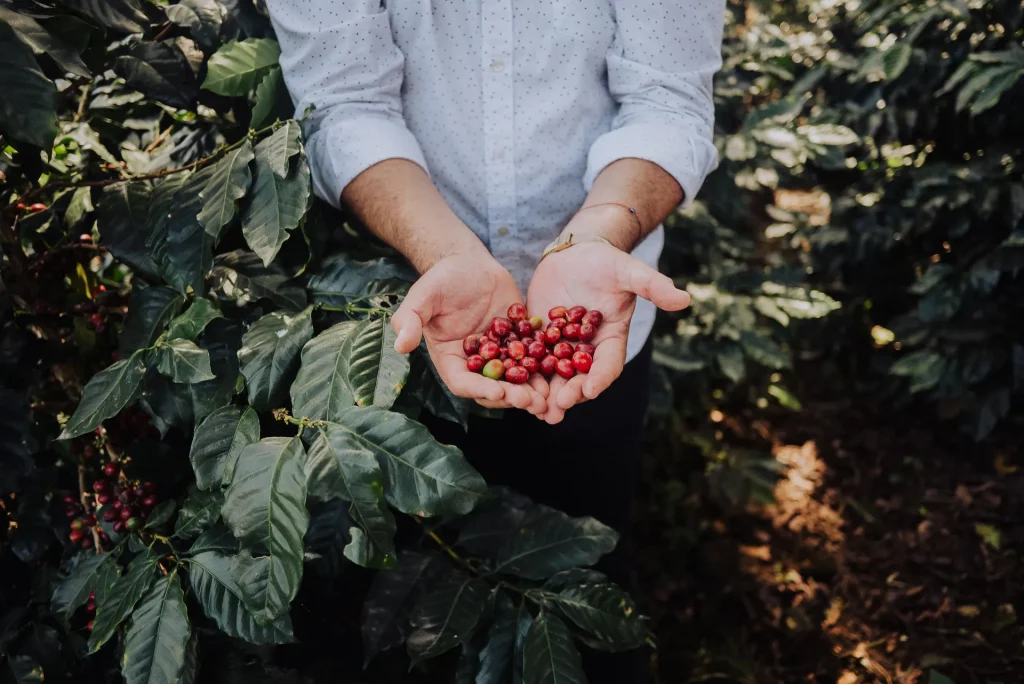 Persona mostrando granos de café en las manos, representando el trabajo con comunidades cafetaleras.