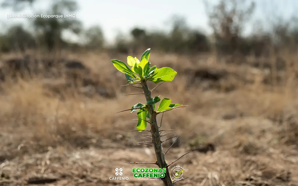 jornada-ambiental-caffenio-ecoparque-hermosillo